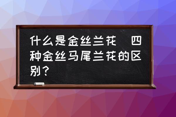 什么是金丝兰花